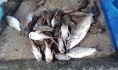 Mortandad de peces tras creciente del río Cravo Sur