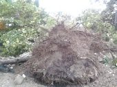 Tormenta en Sabanalarga causó múltiples afectaciones