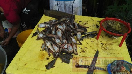 Mortandad de peces tras creciente del río Cravo Sur