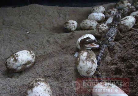 181 caimancitos nacieron en Semana Santa en el Bioparque Wisirare