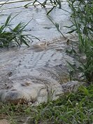Casanare cuenta con áreas aptas para salvar al cocodrilo del Orinoco