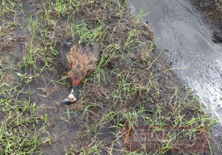 Arrocero en San Luís de Palenque causó mortandad de patos silvestres