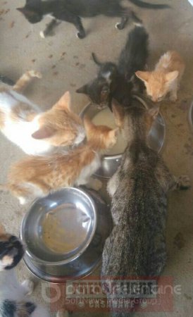 Denuncian maltrato animal en el coso municipal de Yopal