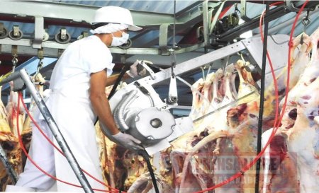 11.062 bovinos se sacrificaron en el primer semestre en la Planta de Beneficio Animal de Yopal