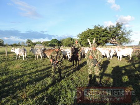 Ejército recuperó ganado hurtado en el Vichada