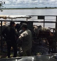 Incautan cargamento de ganado de procedencia venezolana que era transportado por el río Meta