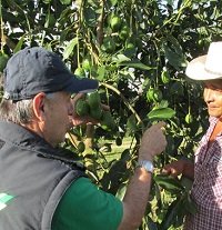 Certificarán en buenas prácticas agrícolas a 5 predios productores de aguacate de Monterrey 