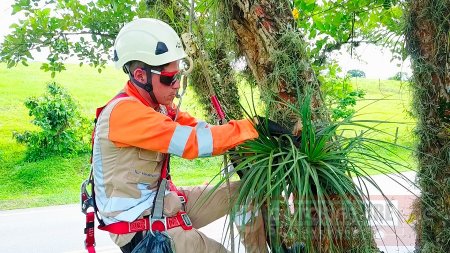 Covioriente realiza actividades de aprovechamiento forestal de acuerdo con la normativa legal vigente