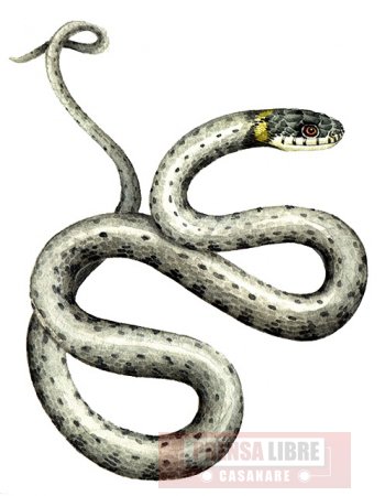 Varios reptiles de la Orinoquia entre las especies más amenazadas de Colombia