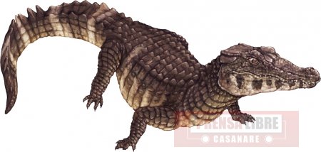 Varios reptiles de la Orinoquia entre las especies más amenazadas de Colombia