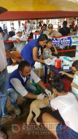 En Yopal jornadas de vacunación canina y felina