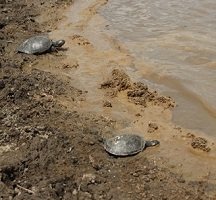 Hoy jornada de liberación de tortugas galápaga en reserva natural de Caño Chiquito