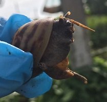 En Arauca han sido recolectados más de 200 kilos de caracol gigante africano 