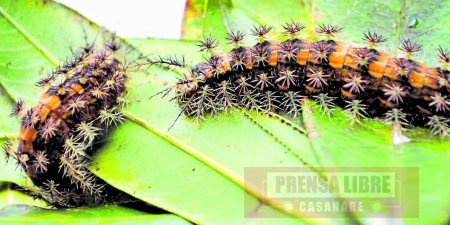 Alarma por presencia de orugas venenosa en Casanare y carencia de antidoto
