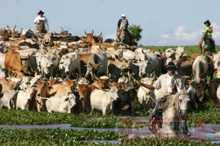 Unitrópico aportó el reconocimiento de la Unesco a los Cantos de Trabajo Llano