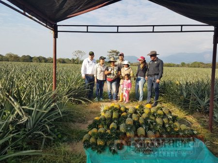Primera cosecha de piña de la Asociación de Productores Agrosant de Aguazul