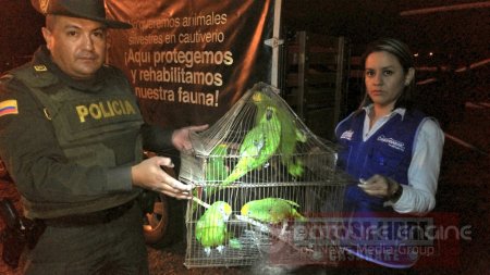 Operativos contra el comercio ilegal de especies silvestres