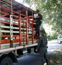 Policía recuperó 28 cabezas de ganado que habían sido hurtados en Paz de Ariporo