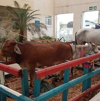 Animales de corral al interior del Hospital de Yopal generaron polémica