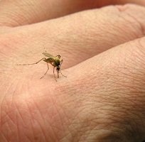 Siete casos de dengue grave en menores de 5 años en Casanare
