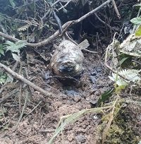 En zona rural de Aguazul Ejército halló material explosivo del ELN    