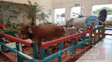 Animales de corral al interior del Hospital de Yopal generaron polémica