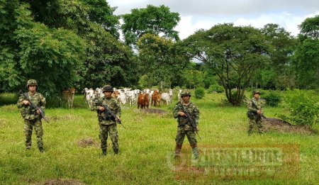 Ejército Nacional recuperó ganado hurtado en Aguazul