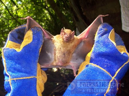 En Vichada jornada de captura de murciélagos hematófagos
