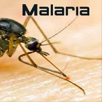 En un 60% han aumentado casos de malaria en Casanare