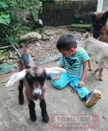 Niños buscan sus mascotas, una cabra y sus dos crías hurtados en la vereda Jagüito de Tauramena