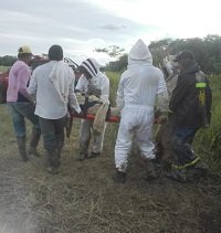 En estado crítico hombre atacado por abejas en Nunchía