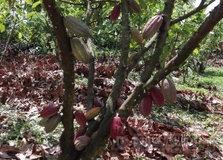 Erradicada plaga carmenta negra en cultivos de cacao en Casanare