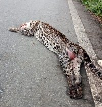 Continúa masacre de especies silvestres en las vías de Casanare