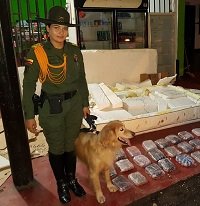 Narco colchón con 14 kilos de marihuana fue detectado por la Policía en un bus en Aguazul