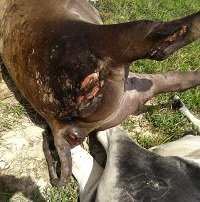 Cable de alta tensión mató 4 toros en Sabanalarga