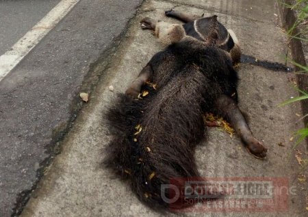 Continúa masacre de especies silvestres en las vías de Casanare