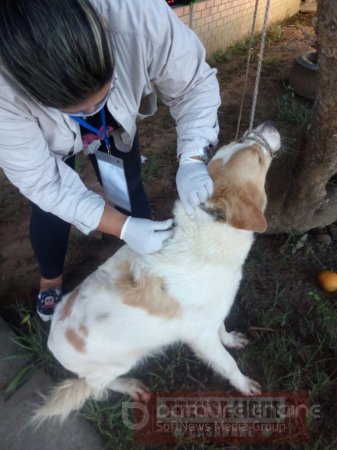 57.000 perros y gatos serán vacunados contra la rabia en 18 municipios de Casanare