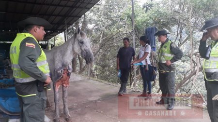Murió Valiente el caballo víctima de maltrato animal en Yopal