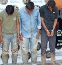 En Arauca recuperaron 150 cabezas de ganado y capturaron tres personas 