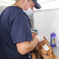 262 perros y gatos fueron esterilizados en Yopal