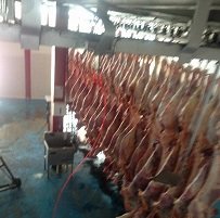 160 kilos de carne se estarían desapareciendo diariamente de la Planta de beneficio Animal de Yopal