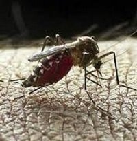 Este año van 320 casos de dengue en Casanare 