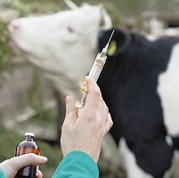 Abierta convocatoria para ejecución del I ciclo de vacunación contra fiebre aftosa y brucelosis bovina 