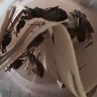 Presencia de insectos transmisores de Chagas generan temor en el Corregimiento de Morichal