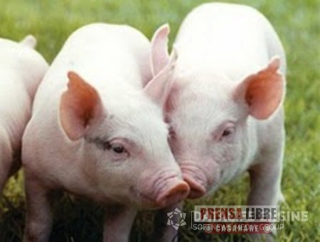 ICA regional denunció contrabando de cerdos procedentes de Arauca hacia Casanare