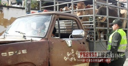 En Yopal frente común contra el Abigeato y el sacrificio ilegal de ganado