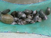 Este viernes serán liberadas más de 2.500 tortugas en el río meta 