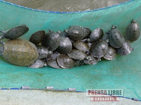 Proyecto científico en Orocué libera hoy 1.200 tortugas Charapa