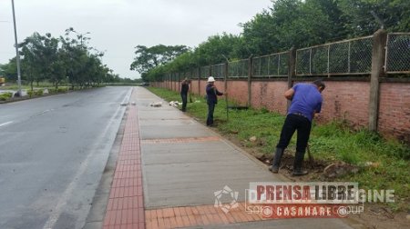 956 árboles sembrará el Idury para compensar tala por construcción de andenes