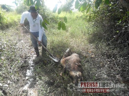 Denuncia por sacrificio ilegal de chigüiros en San Luís de Palenque atendió Corporinoquia